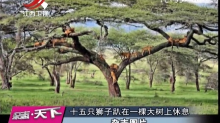 杂志图片：狮子趴在树上睡觉像小猫 杂志天下 160509