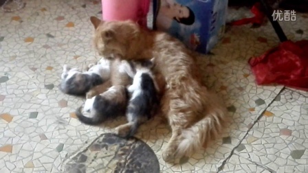 唐山知青张志申奶奶的金毛猫咪丫丫妈妈在屋子地面哺乳小猫宝宝