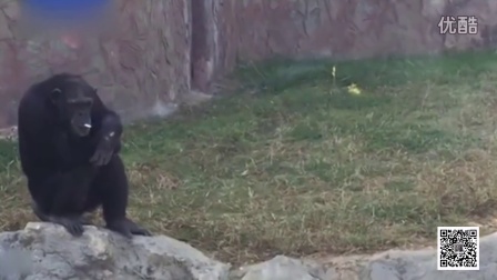 朝鲜动物园新明星 黑猩猩每日吸一包烟
