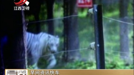 北京八达岭动物园虎园重新开放 晨光新视界 161121