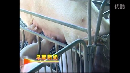母猪养猪技术_华农温氏1号猪配套系养殖技术_泥水工养猪创业，年赚百万的技术