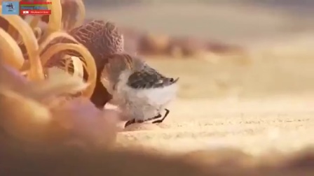 来自迪士尼的小短片—可爱的小鸟    