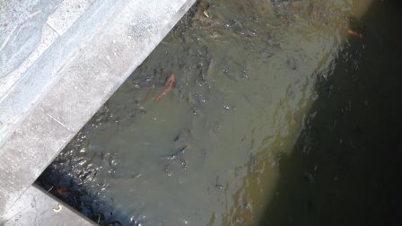 庆云县海岛金山寺的鲤鱼，感觉人掉下去都会吃！
