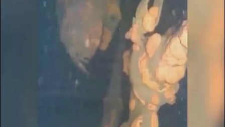【视频】在阵亡7“人”后，机器人终于接触到了福岛熔毁的堆芯