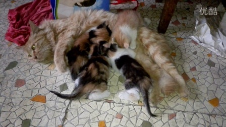 知青张志申奶奶的金毛猫咪丫丫妈妈爱心哺乳她的四个小宝宝孩儿