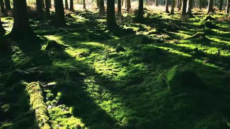 唯美小清新森林树叶阳光空镜头树林绿色环保清晨高清实拍视频素材