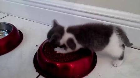 猫咪吃饭被主人打扰，一脸嫌弃的离开，网友：蛇进食你敢动吗？搞笑视频