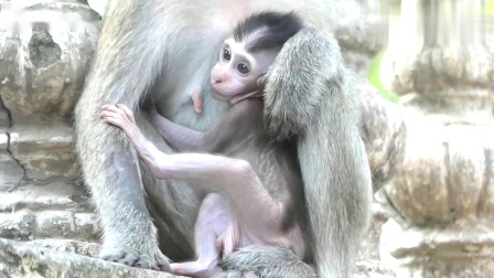 猴子妈妈太饿了捡到香蕉吃香蕉捡到芒果吃芒果