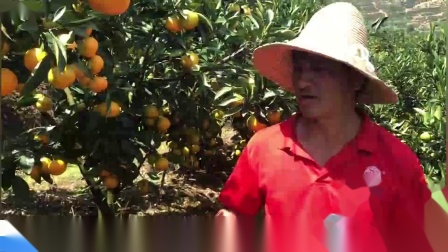 叶面肥的作用-云南省华宁县柑橘使用沃叶两次，叶片肥厚，花多花壮，果实上色好，果面光滑、无杂质，挂果多，产量高！