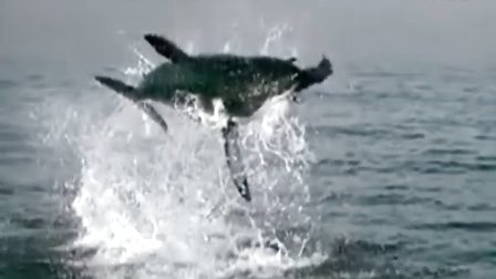 【藤缠楼】慢镜记录大白鲨捕食海豹震撼瞬间