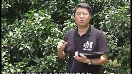 20130603珠江台摇钱树：柑橘淋微补根力钙喷盖力 树好果质高（张兴案例）