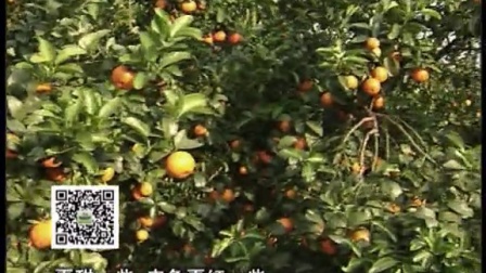 20151207珠江台摇钱树：柑橘转色慎用激素，叶喷微补红果力、盖力，提高果品质，预防减