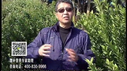 20170123珠江台摇钱树：柑橘撒调酸有机肥、淋微补调力，调力酸性土壤，健壮长势