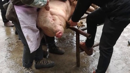 2018杀410斤大猪祝各位亲朋好友2018大吉大利，天天吃肉！